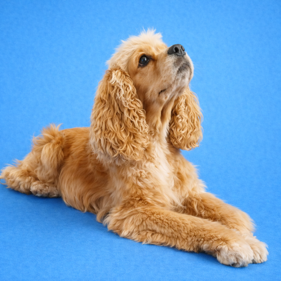 Grooming slider