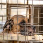 A lonely dog rests behind bars, contemplating life in an animal shelter.