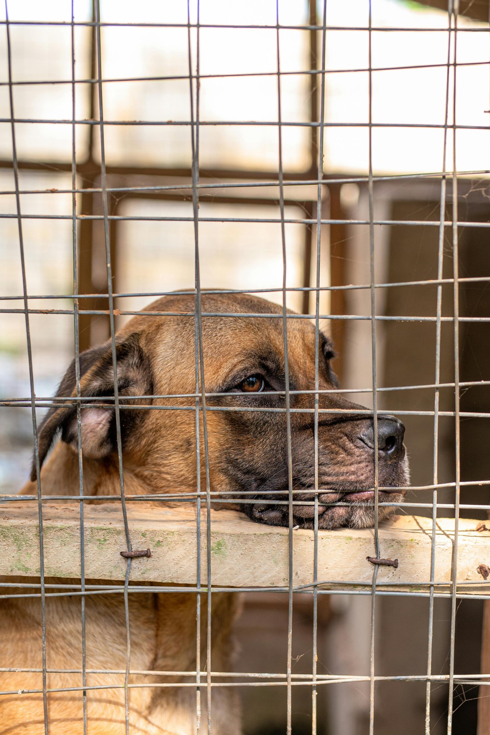A lonely dog rests behind bars, contemplating life in an animal shelter.