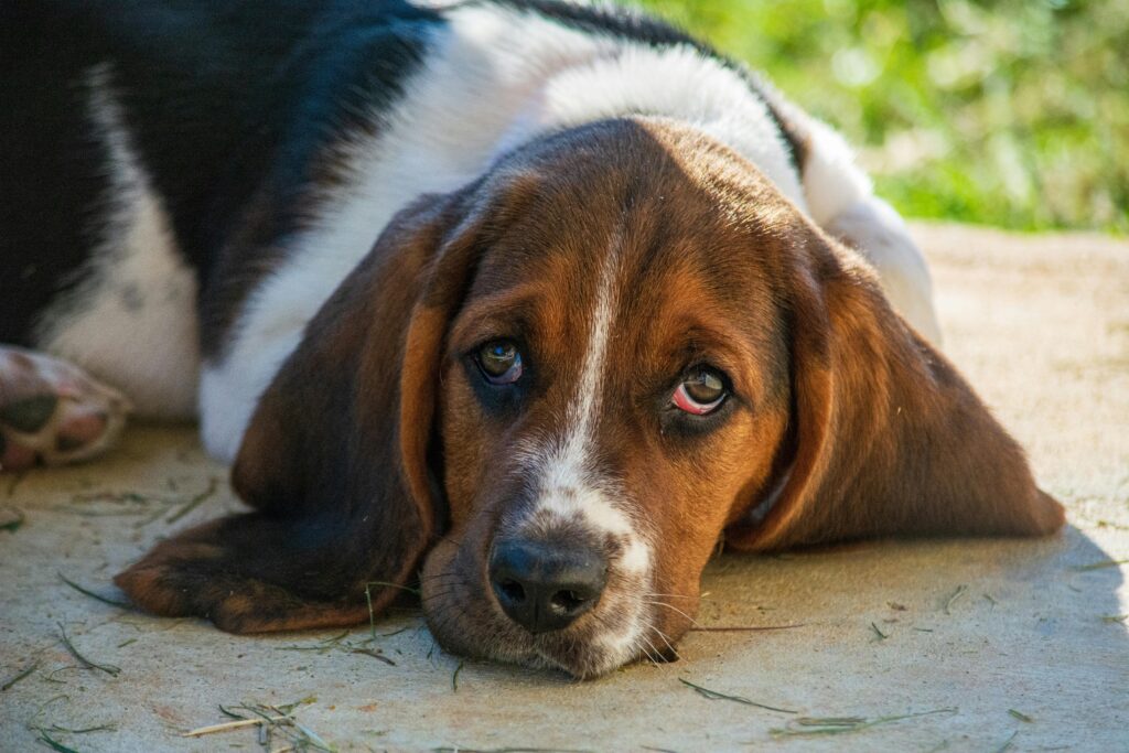 A serene basset hound resting on a sunny day outdoors, showcasing its gentle nature.
