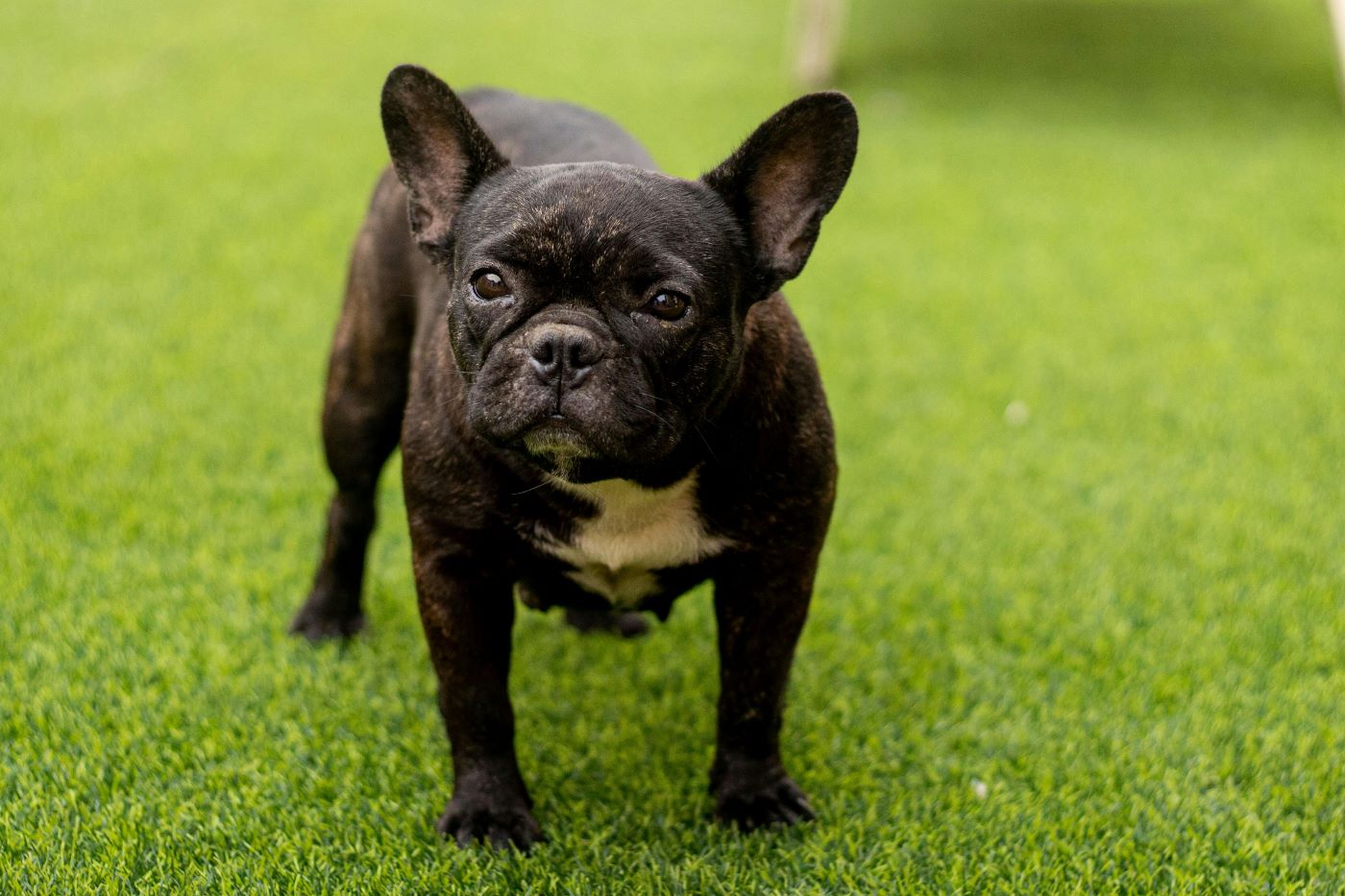 DOG WALKINGSERVICIOS